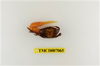 藏品(麗彩擬瘦招潮蟹)的圖片